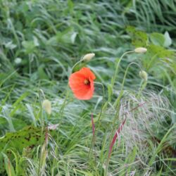 Rote Klatschmohn-Blüte zwischen Klee, Gras und Ampfer.