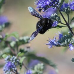 Schwarze Biene mit blau schillernden Flügeln an der blau blühenden Bartblume.