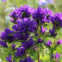 Tiefes Violett in prächtigen Blütenbüscheln.