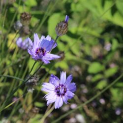 Zwei zart hellblaue Blüten mit purpurfarbener Mitte und gelben Staubfäden.