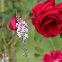 Hellrosa aufrechte Blütenrispen vor tiefroter Rose.