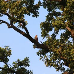 Falken-Weibchen sitzt auf Eiche.