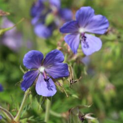Blauviolette fünfzählige Blütenblätter mit großem rötlichem Griffel und dunkler Narbe.