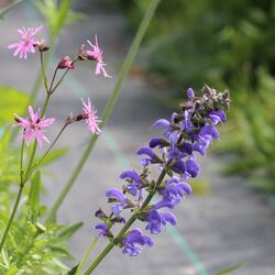 Gefranste pinkfarbene Blüten neben den blau-lila Rispen des Salbeis.