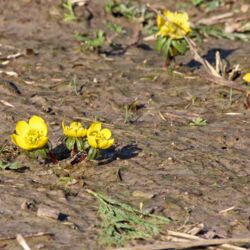 Mehrere gelbe Blüten über gesättigtem Lehmboden in der Sonne.