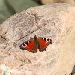 Tagpfauenauge sitzt mit aufgeklappen Flügeln auf einem Stein.