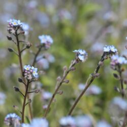 Zarte, kleine, hellblaue Blüten.
