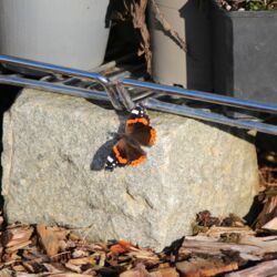 Schmetterling mit schwarz-rot-weißer Zeichnung sitzt auf einem Stein.