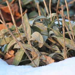 Kleines Polster mit großen länglichen filzigen Blättern im Schnee in der Abendsonne, dazwischen ragen braune trockene Blütenstängel auf, die noch nicht abgeschnitten sind..