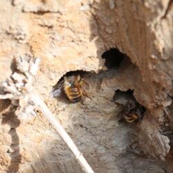Zwei pelzige Wildbienen kriechen in Löcher in der Lehmwand.