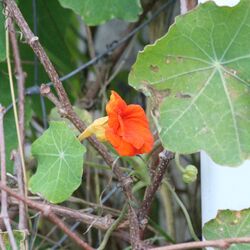 Orangerote Blüte inmitten großer Blätter.