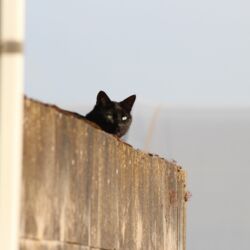 Schwarze Katze liegt auf der Mauer.
