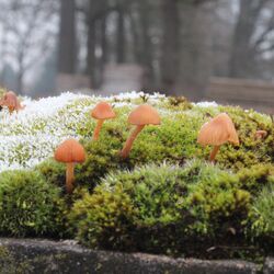 Moospolster und kleine Pilze auf der Mauer.