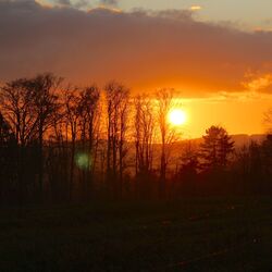 Sonnenuntergang hinter einzelnen dunklen Baumsilhouetten über einer hügeligen Landschaft.