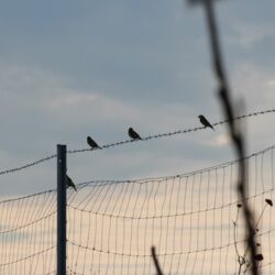 Mehrere Vögel in der Abenddämmerung auf einem Zaun.