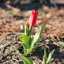 Rote Tulpe in der Sonne.