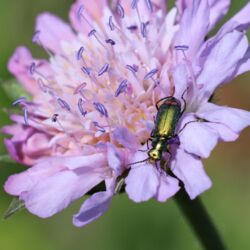 Grün-metallisch schimmernder Käfer mit rotem Hinterleib auf blass-lilafarbener Witwenblume.