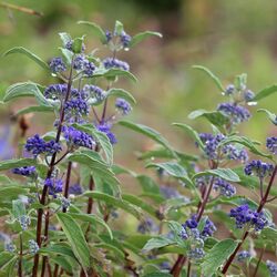 Tiefblaue kleine Blütenbüschel an silbrig-grünem Laub.