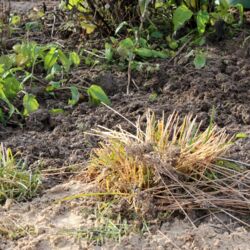 Umgegrabenes Beet mit abgeschnittenem Lauch (vorn) und Echinacea-Jungpflanzen (hinten).