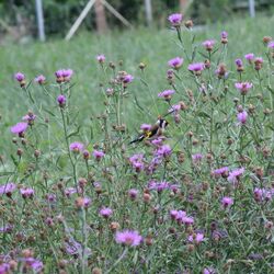 Gelb-weiß-roter Vogel auf den Blumenstängeln.