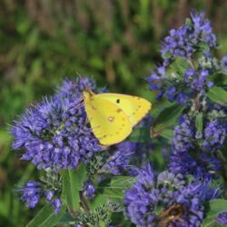 Gelber Schmetterling an blauer Bartblume.