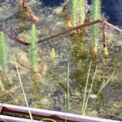 Wasseroberfläche mit Tannenwedeln, dazwischen grünliche wolkige Ansammlungen.