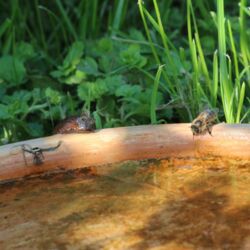 Schneckenschwanz gleitet vom Rand in den Hintergrund, Honigbiene trinkt immer noch.