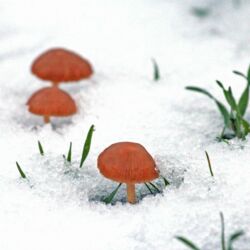 Drei kleine braune Pilze schauen aus der Schneedecke.