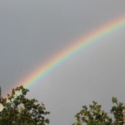 Regenbogen über Baumwipfeln.