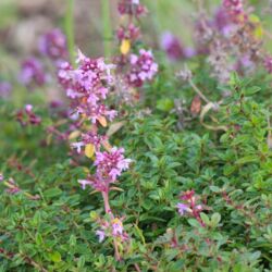 Rosa Lippenblüten und purpurfarbene Knospen über kleinen Laubblättern.