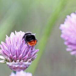 Erdhummel hängt über Lauchblüte, alle vier Beinchen hängen herunter.