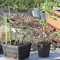 Zwei große Töpfe im Sonnenlicht: mehrere kleine Schwertlilien-Blätter und ein einzelner Baldrian.