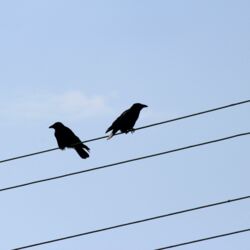 Zwei Krähen auf Stromleitung sitzen mit dem Rücken zueinander und schauen in verschiedene Richtungen.