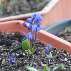 Kleine Blätter und erste blaue Blüten lugen aus der Erde im Kasten, außerdem eine blühende Pflanze.