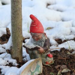 Gartenzwerg sitzt und liest ein Buch mitten im Schnee, neben der kleinen Weide.
