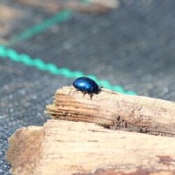 Kleiner rundlicher Käfer auf Holzscheit, leuchtendes Metallic-Blau.