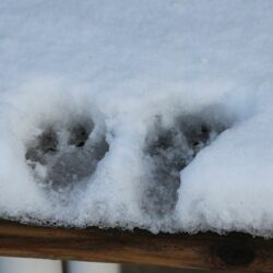 Abdrücke von zwei Katzenpfoten im tiefen Schnee auf einer Holzplatte.