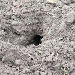 Frisch umgegrabener Boden mit Wühlmaus-Loch.