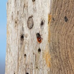 Rote Mauerbiene mit rostrotem Hinterleib sitzt auf dem besonnten Nistholz.