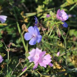 Große offene Blüten in Hellrosa und Hellblau.