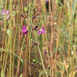 Filigrane, aufrechte Pflanze mit nur einem Stiel und abstehenden, lappigen violetten Blüten.