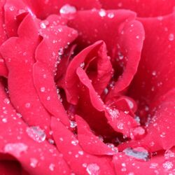 Nahaufnahme einer Rosenblüte mit Regentropfen.