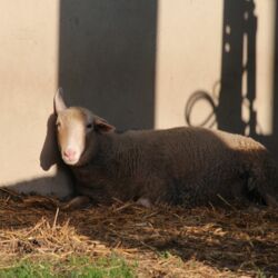 Schaf liegt in der untergehenden Sonne im Stall, an die Wand gelehnt und mit halb geöffneten Augen.