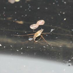 Längliches Insekt mit abgespreizten Beinen auf der Wasseroberfläche.