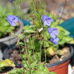 Nickende blaue Blüten an kleinen Stängeln.