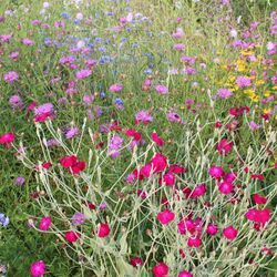 Vexiernelke zusammen mit blauer Kornblume und violetter Wiesenflockenblume.