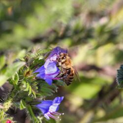 Honigbiene an blauer Blüte.