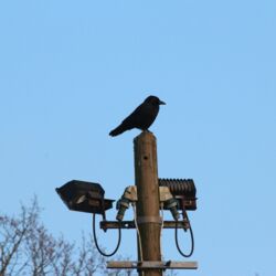 Krähe sitzt auf einem hohen Mast, an dem zwei Flutlichter befestigt sind.