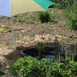 Schwarze Miniteichwanne mit Wasserpflanzen, am Rand Frauenmantel gepflanzt, darüber ein bunter Sonnenschirm.