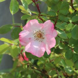 Schöne offene, rosafarbene Wildrosen-Blüte.